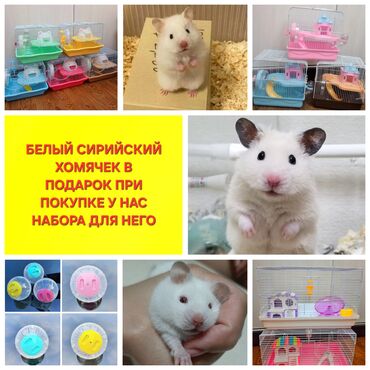 куплю хомяка с клеткой: ПРОДАЮ ДЖУНГАРСКИХ И СИРИЙСКИХ ХОМЯЧКОВ,А ТАК ЖЕ