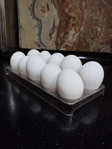 hundusqa yumurtasi: Pikin Kuban cinsi ördək yumurtası
qıymət 50 qəpik