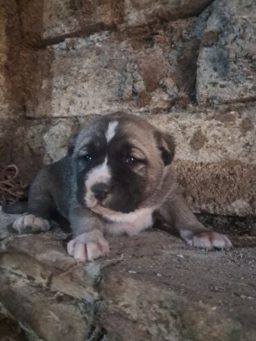 İtlər: Alabay, 1 ay, Dişi, Ünvandan götürmə