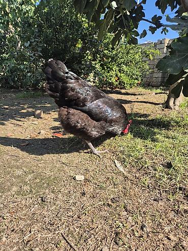 mal satisi: Toyuq, Australorp, Damazlıq — 2