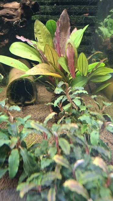 Аквариумы: Аквариумные растения — живые, выращенные в воде Предлагаются — 9