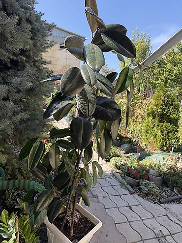 Фикусы: Фикус эластика (Ficus elastica), крупномер в горшке. - Высокое — 5
