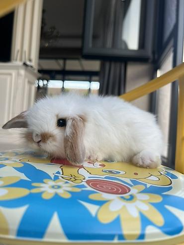 ev heyvanlari: 🐰 1 aylıq Safqan Holland Lop balası satılır ✅ 1 aylıqdır ✅ Safqan — 2