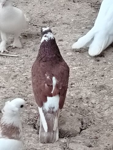 goyərcin yuvasi: Tutulma 5manat maşdagadadi 0516831165 vatsapda var