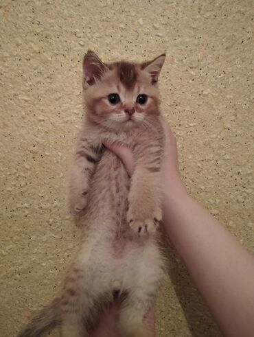 Qızıl şinşilla, Erkək, Yaxşı əllərə, Ünvandan götürmə