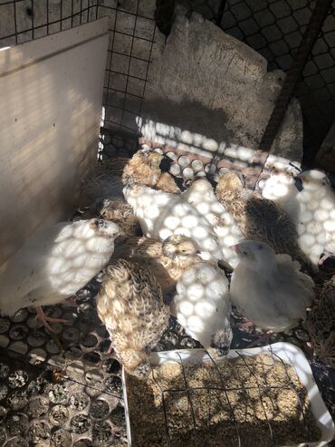 купить цыплят в бишкеке: Перепела самцы 1.5месяца феникс