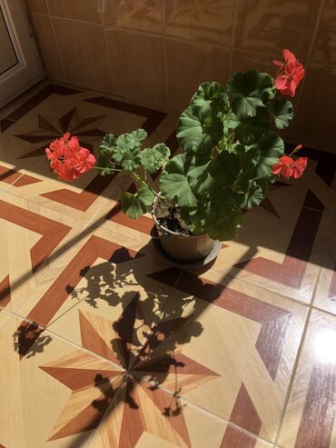 Otaq bitkiləri: Gül evde ekilib