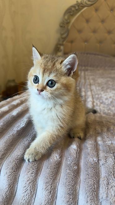 Кошки: Шиншилла, Самка, В добрые руки — 2