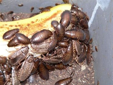 pişik üçün qab: Lobster böcəyi canlı yemdir