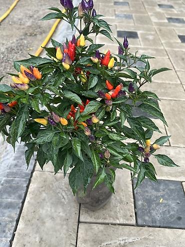 овощной: Декоративный острый перец (Capsicum annuum) в горшке - Плоды — 4