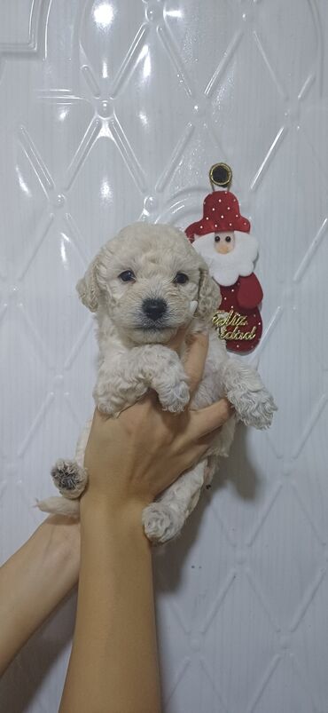 İtlər: Pudel, Dişi, Peyvəndli, Ödənişli çatdırılma — 12