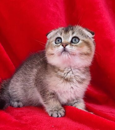 cuceye verilen adlar: Шотландская