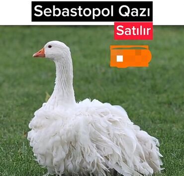 çöl qazi: Sebastopol qazi dekarativ qazdi gözel görunuşlu yerli qazlardan çəkli