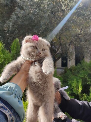 Pişiklər: Cins Paroda pişikləri. Şotland, Britan, Pers. Rəngləri də cür bə cür -da lalafo.az — 4 Pişiklər: Cins Paroda pişikləri. Şotland, Britan, Pers. Rəngləri də cür bə cür — 4