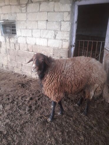 Qoyunlar, qoçlar: Erkək, il: 2, Ətlik — 6
