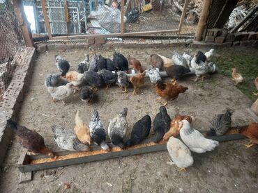 С/х животные и товары: Продаю домашний цыпляты привытые.Мартовский