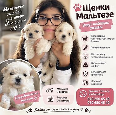 malta: Safqan maltese (maltıyskaya bolonka) balaları - Hipoallergen cins - — 1