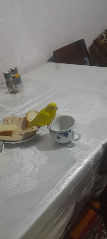 Digər quşlar: 1 aylıg qırmızı göz ələ öyrəşmiş quşdu
sumqayit — 11