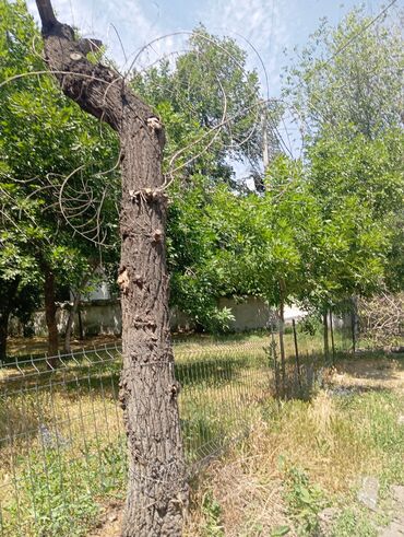 с кара жыгач: Отун