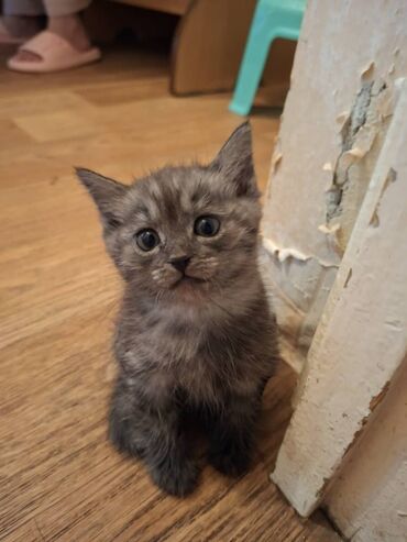 скоттиш страйт шотландская прямоухая кошка: Мышык бекер берилет: Скотиш Фолд (Шотландиялык шалпаң кулак), 1 айлык, Эркек