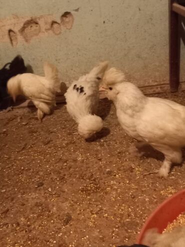 Cücələr: Məhsul: Toqquz-tüklü (toppuzbaş) dekorativ cücələr və gənc toyuqlar — 7