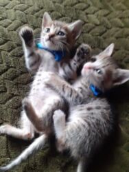 Pişiklər: Erkək, Dişi, Yaxşı əllərə — 9