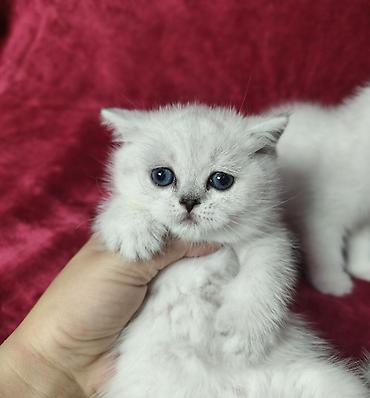 Продажа кошек: Питомник шотландских кошек предлагает к предварительному резерву — 10