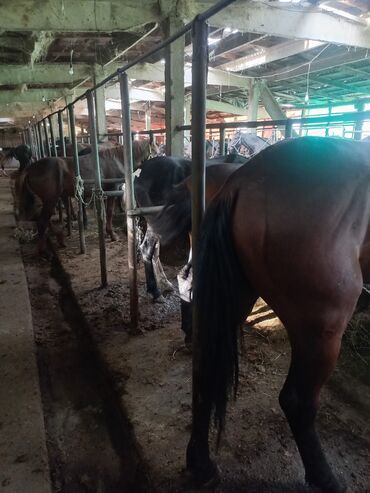 Лошади, кони: Продаю | Кобыла (самка) | На забой — 10