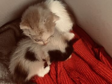 черная шотландская кошка: Кошка даром: Беспородная, 2 месяца, Девочка, Приучена к лотку, С прививками