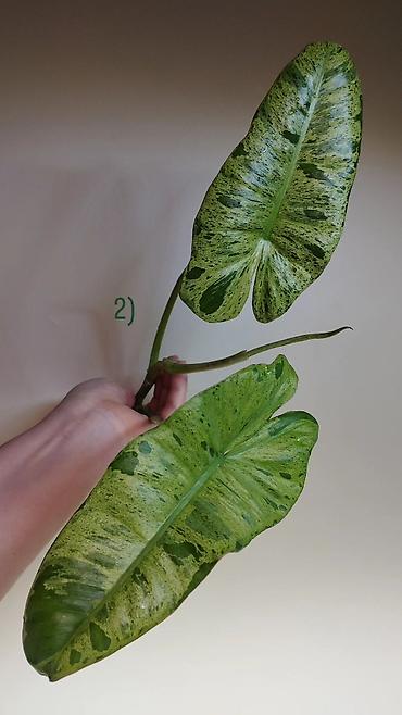 Хойи: Приветствую всех дорогие ❇️

в продаже 🌿 — 6