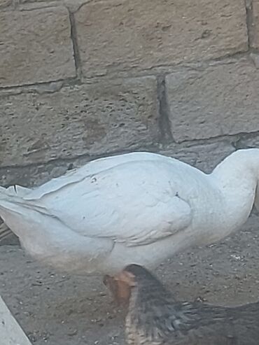 Toyuqlar: Toyuq, Ətlik, Ünvandan götürmə -da lalafo.az — 17 Toyuqlar: Toyuq, Ətlik, Ünvandan götürmə — 17