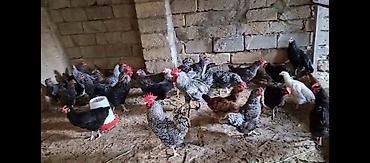 hind quşu satışı: TECİLİ!!! Temiz xorkov toyuq ve xoruzlar sürüyle satılır teki 25 AZN — 9
