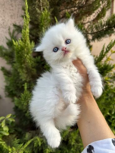 Pişiklər: Color point sinsila erkey balalardi atasi gold anasi pointdi isteyen — 2