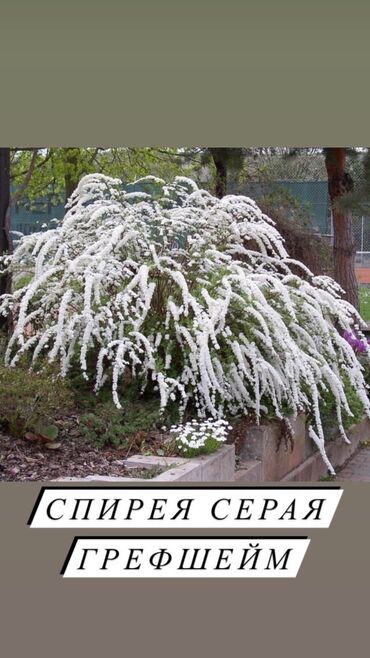 Декоративные деревья: Декоративные кустарники для сада! - спирея японская - спирея -спирея — 2