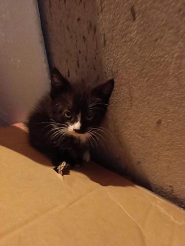 Отдам даром кошку: Котята девочки мальчики 1,5 месяца (серые мальчики, чёрно-белым — 15