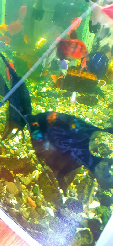 Akvariumlar: Dördbucaq akvarium, Balıqlarla birlikdə, 100 l — 7