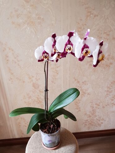 вид цветов: Орхидея Фаленопсис в горшке - Вид: Phalaenopsis (орхидея-«бабочка»)