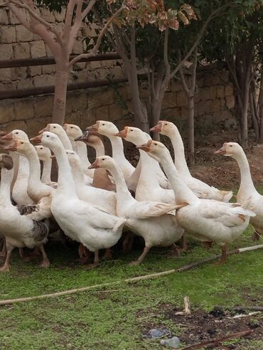 qaz linda: Linda qazlar 7 aylıq yumurtlayırlar binəqədidədir tam sağlam qazlardır