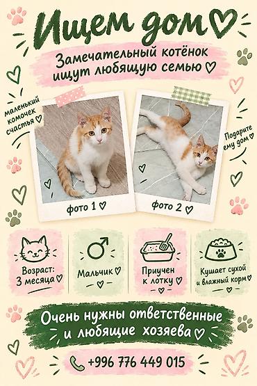 1 мальчик 2 котёнка: Котята в добрые руки - Возраст: 3 месяца - Пол: есть 3 девочки — 2
