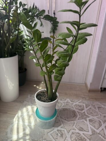комнатные растения ош: Замиокулькас, также известный как долларовое дерево, представлен в