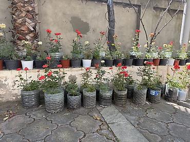 nar ciceyi: Boyukler 2 azn,kicikler 1 azn.Qabıqlı mini qızılgül kolları - — 2