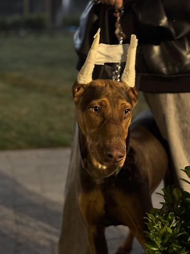 doberman itleri: Doberman, 5 ay, Erkək, Peyvəndli — 2