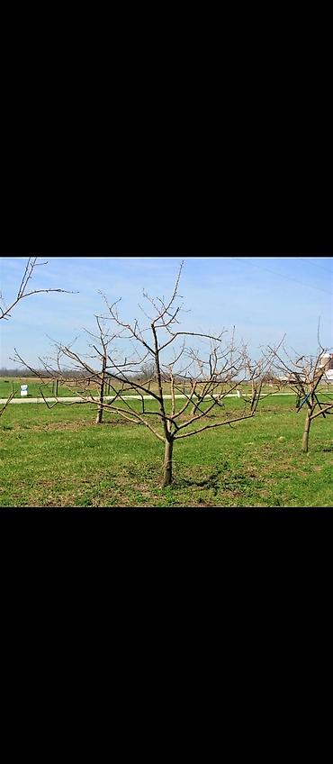 Другие услуги: Обрезка плодовых деревьев Зимняя-Весенняя обрезка сада Садовник, так — 2