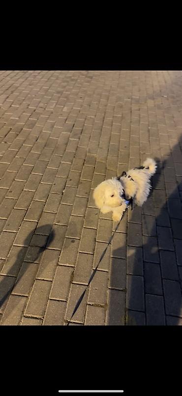 İtlər: Pudel, 4 ay, Erkek — 5