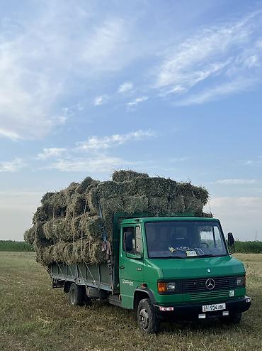 кой сойушка: Заказать Мерседес Гигант, Вывоз бытового мусора, C грузчиком — 6
