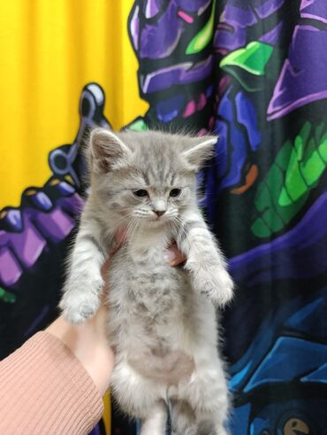 Продажа кошек: Продаются котята шотланской породы at lalafo.kg — 4 Продажа кошек: Продаются котята шотланской породы — 4