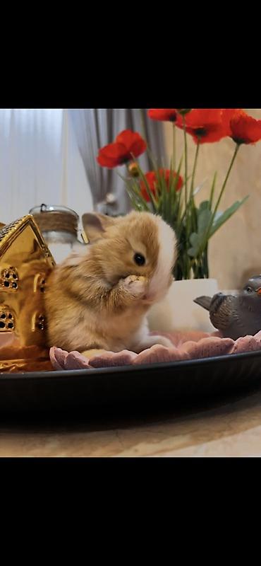 kaliforniya dovşan: 1 aylıq balaca🐰 ÖZEL DİŞİ İki dovşan götürsəniz, bir-birlərinə yoldaş — 5