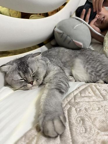 шотландская коричневая кошка: Шотландская вислоухая кошка, окрас серебристый (шиншилла/серебристый — 3
