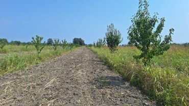 Torpaq sahələrinin satışı: 508 sot, Kənd təsərrüfatı, Kupça (Çıxarış) — 5