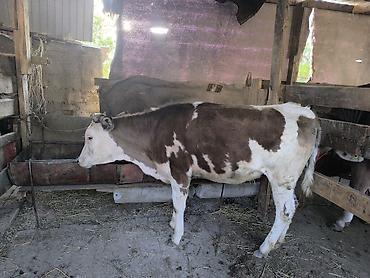 Коровы, быки: Продаю | Тёлка | Алатауская | Для разведения | Не стельные — 3